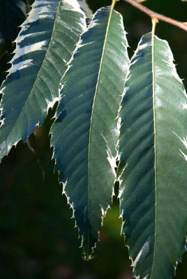 Castanea sativa 'Variegata' - kaštanovník jedlý - list